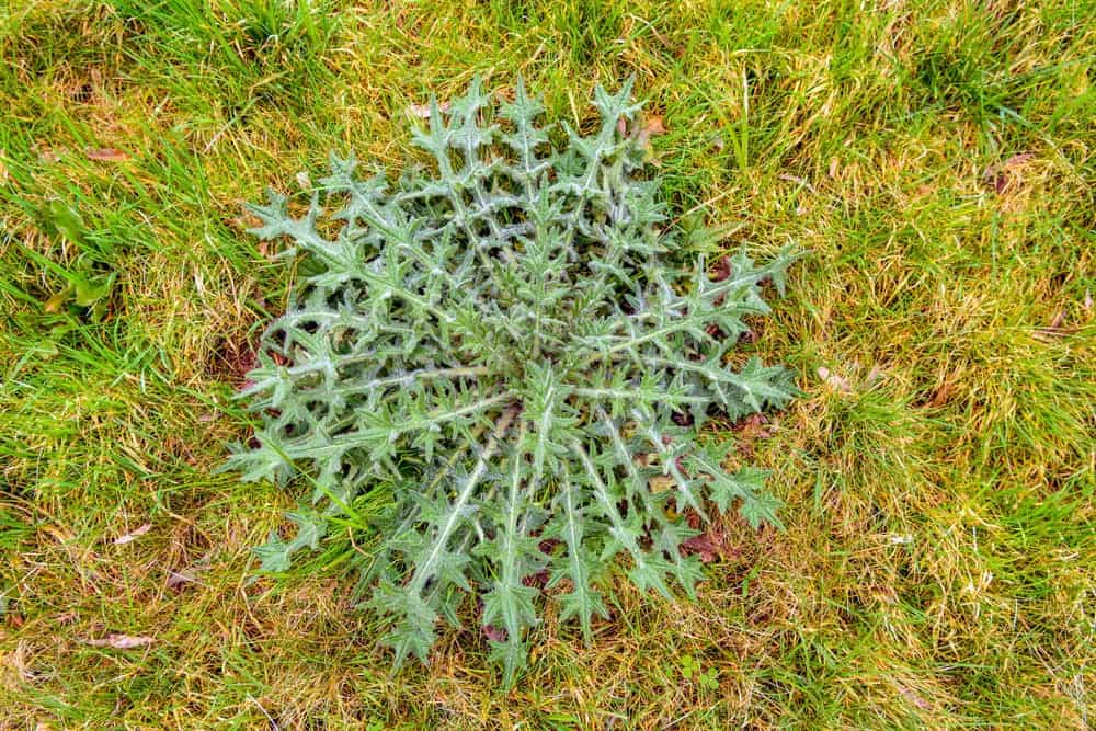 omaha-lawn-care-thistle Large prickly weed growing in a patchy, distressed lawn